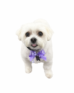 white dog with purple bow